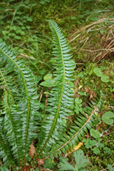Polystichum lonchitis