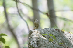 Phoenicurus auroreus