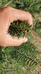 Abies cephalonica