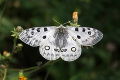 Parnassius apollo