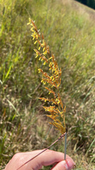 Sorghastrum