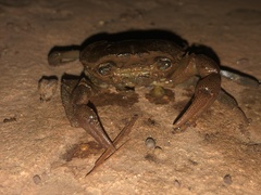 Gecarcinucidae