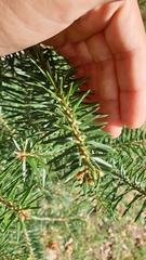 Abies cephalonica