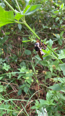 Mallophora bomboides