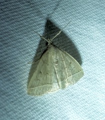 Zanclognatha jacchusalis