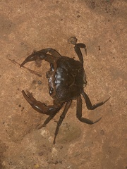 Gecarcinucidae