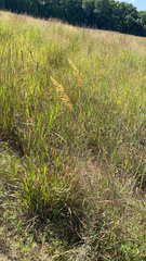 Sorghastrum