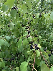 Rhamnus