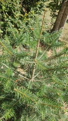 Abies cephalonica