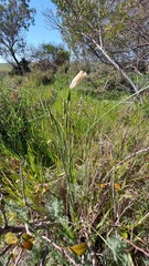 Gladiolus carinatus
