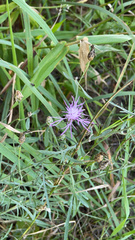 Centaurea