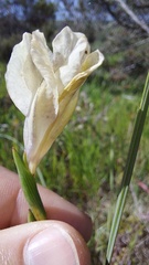 Gladiolus carinatus