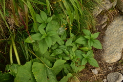 Bidens tripartita