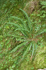 Polystichum lonchitis