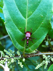Paratrachelophorus nodicornis