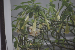 Brugmansia arborea
