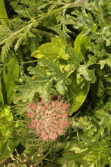 Daucus carota gummifer