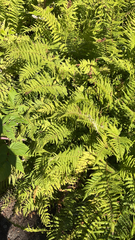 Thelypteridaceae