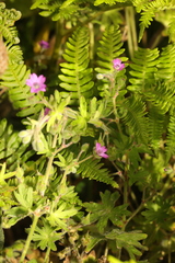 Geranium molle