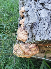 Fuscoporia gilva