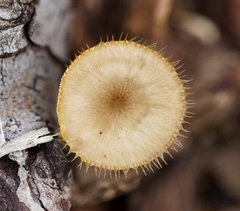 Lentinus flexipes
