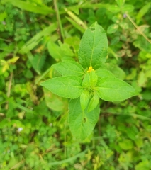 Synedrella nodiflora