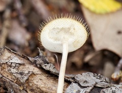 Lentinus flexipes