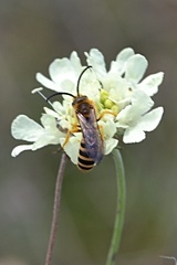 Halictus scabiosae