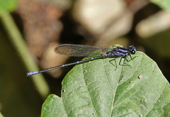 Argia