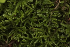 Eurhynchium angustirete