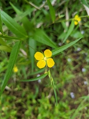 Ludwigia