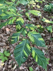 Litylenchus crenatae