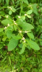 Alternanthera bettzickiana