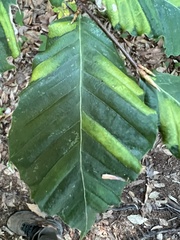 Litylenchus crenatae