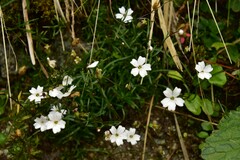 Heliosperma pusillum