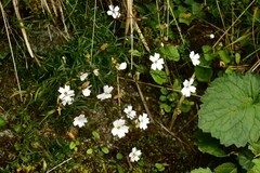 Heliosperma pusillum