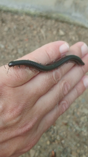 Californiulus euphanus