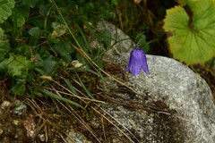 Campanula scheuchzeri