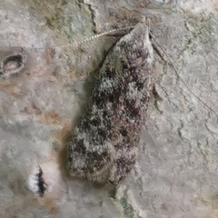 Anacampsis populella