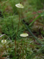 Splachnum luteum