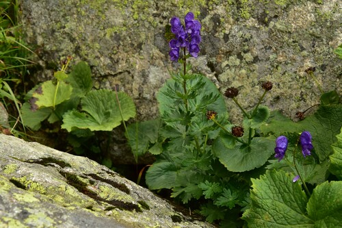 prilbica tuhá (Aconitum firmum)