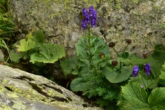 Aconitum firmum