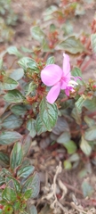 Heterocentron elegans
