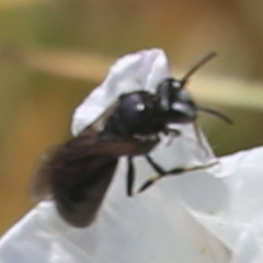 Hylaeus nigritus