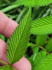Rubus croceacanthus
