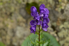 Aconitum firmum