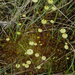 Yellow Moosedung Moss - Photo (c) Kari Pihlaviita, some rights reserved (CC BY-NC)