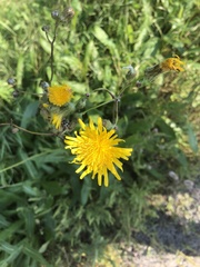 Taraxacum officinale