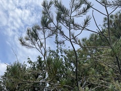 Pinus edulis