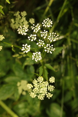 Aegopodium podagraria
